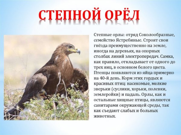 Степной орёл