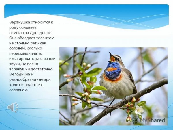 Варакушка