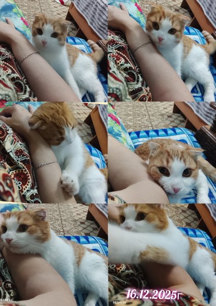 Мой няшка котик