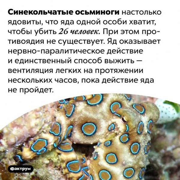 Синекольчатые осьминоги
