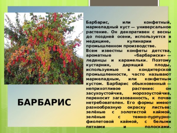 Барбарис
