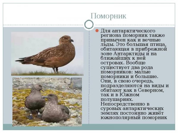 Поморник