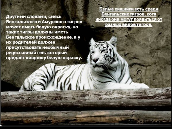 Белый тигр