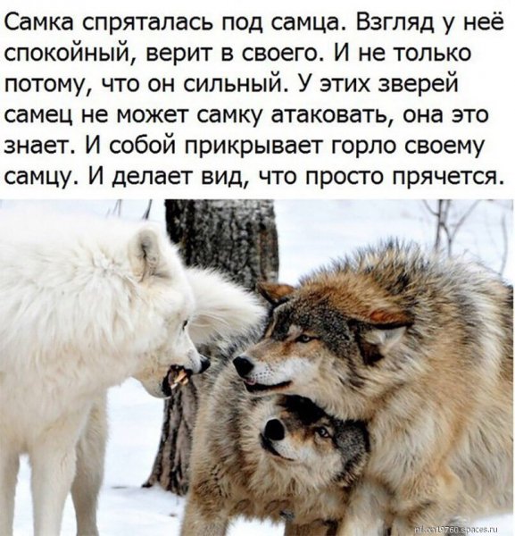 Самка прикрывает горло своему самцу