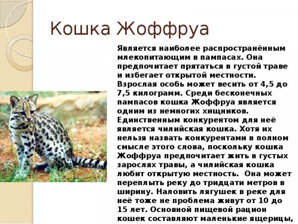 Кошка Жоффруа