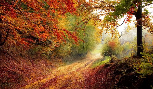 The-woods-in-autumn-t2ycft3p3dnx0g6s