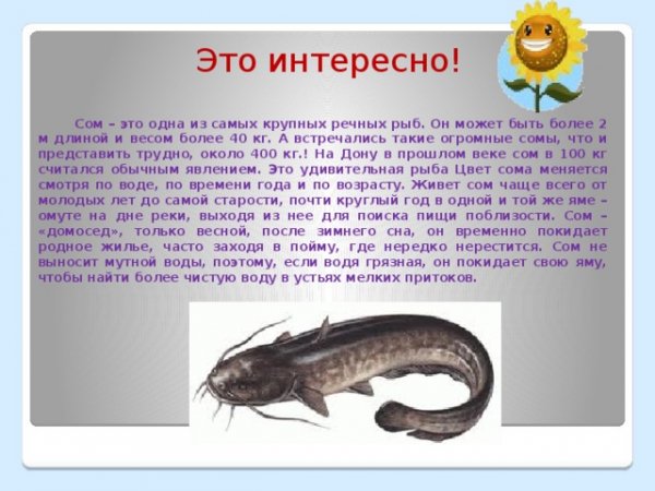Сом