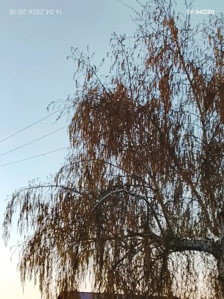 Берёза