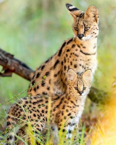 Dikaya-koshka-serval
