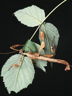 Insects 054