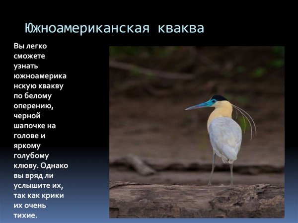 Кваква