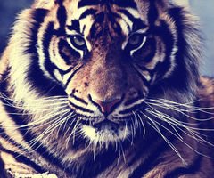 tiiger