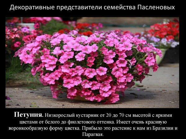 Петуния