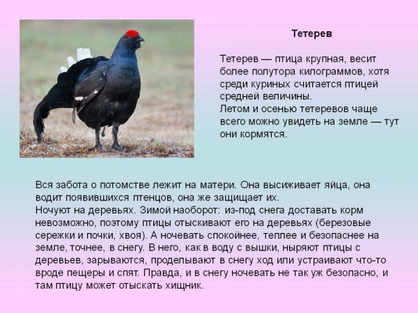 Тетерев