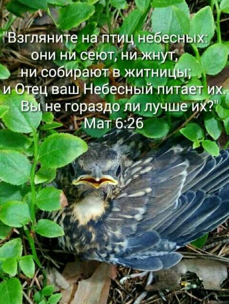 Птенец