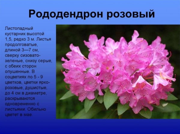 Рододендрон розовый