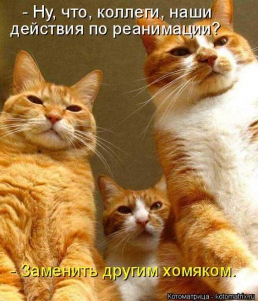 Другим хомяком