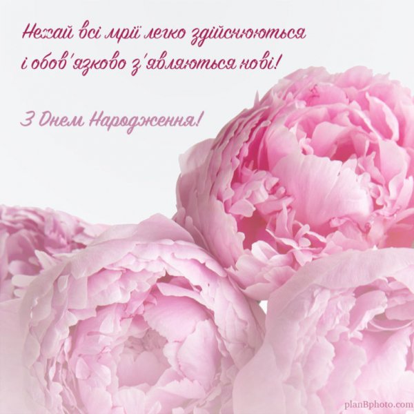 Pink-peonies-768x768