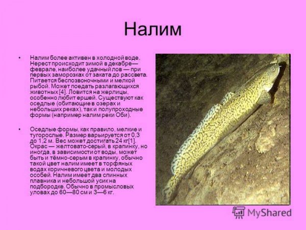 Налим