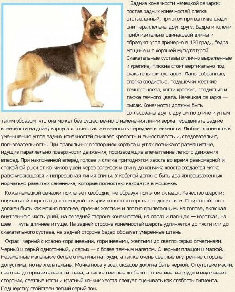 Немецкая овчарка