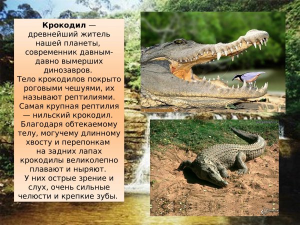 Крокодил