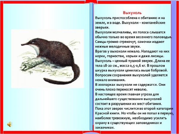 Выхухоль