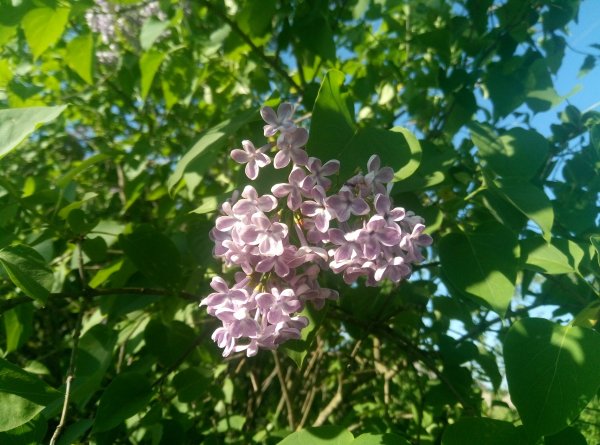 Common syringa 2