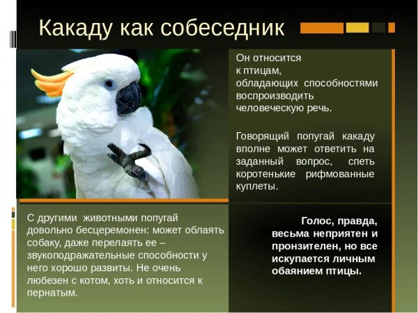 Какаду
