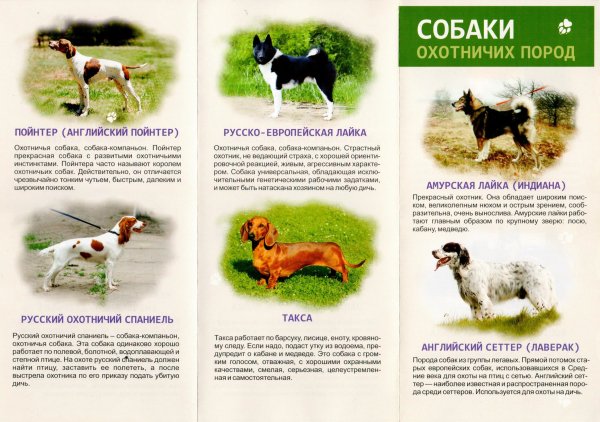 Собаки охотничьих пород