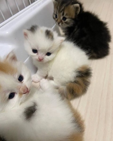 Котопупсики
