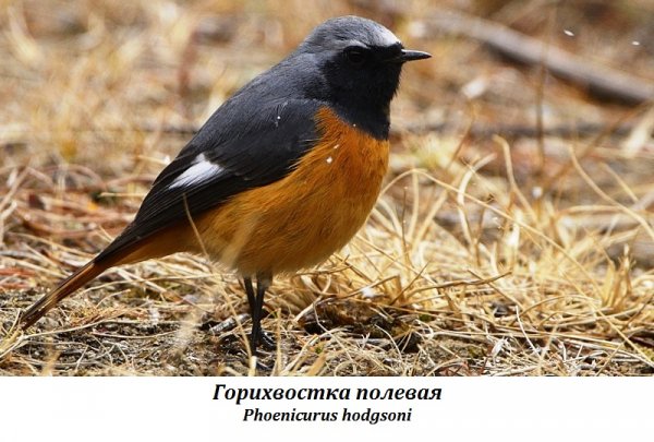 Горихвостка полевая
