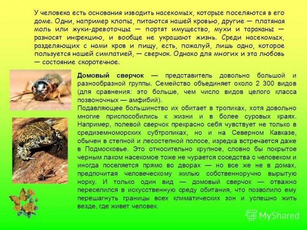 Сверчки