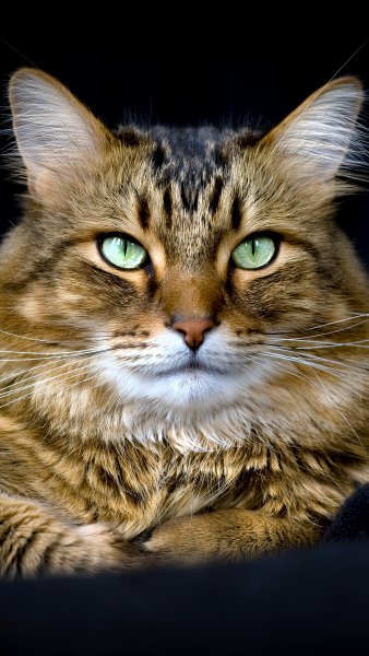Кот красавчик