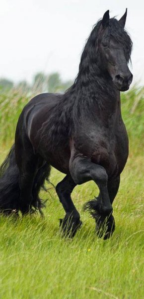 Friesian horses love!