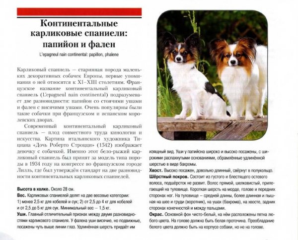 Карликовые спаниели