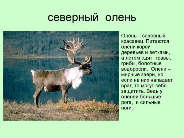 Северный олень
