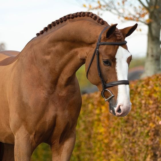 Horse love