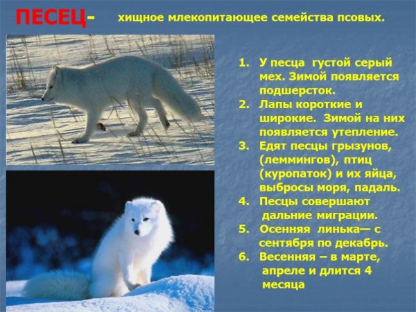 Песец