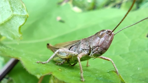 Кузнечик