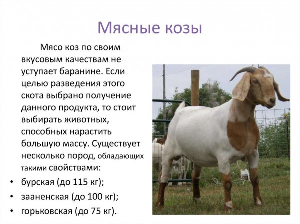 Мясные козы