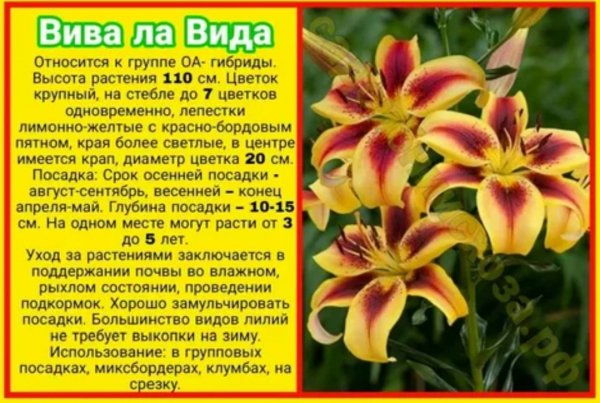 Лилии