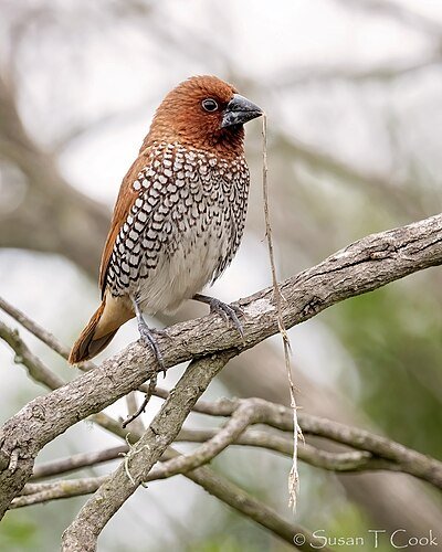 Scaly Munia (51026519557)