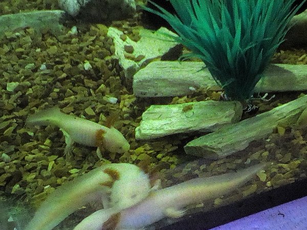 picture_253255895