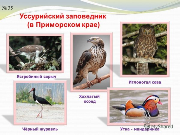 Уссурийский заповедник