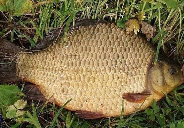Золотой кругляж