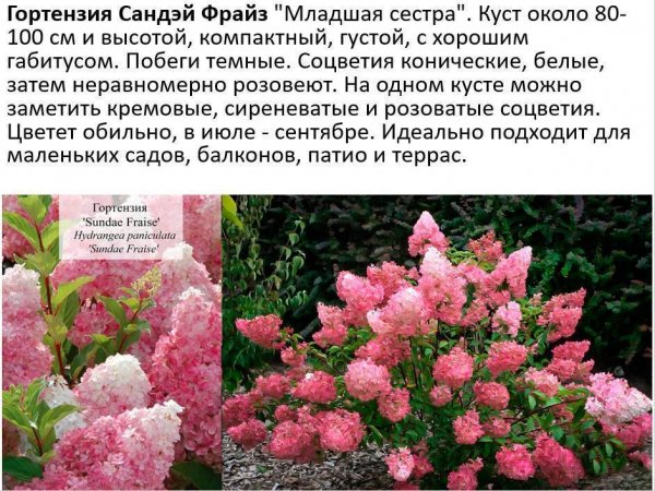 Гортензия