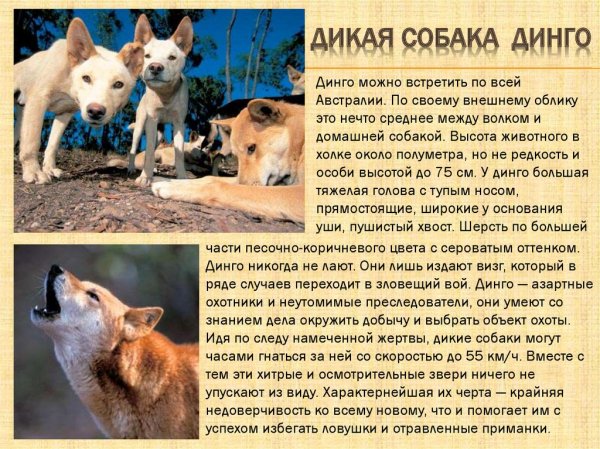 Дикая собака Динго
