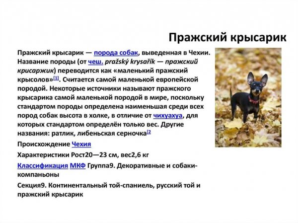 Пражский крысарик